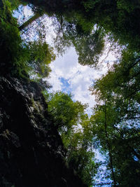 Low angle view of trees against sky