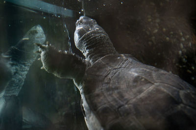 Close-up of turtle in aquarium
