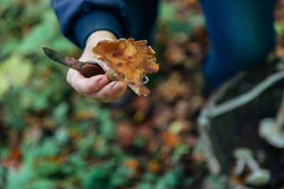 Close-up of hand holding leaf