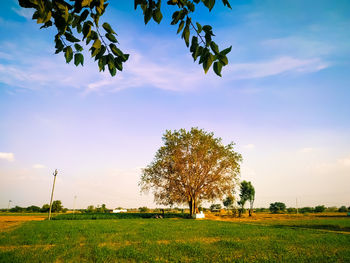 Trees on field against sky during sunset