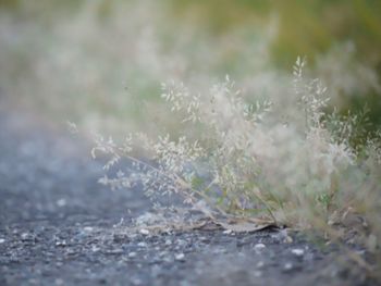 Close-up of plant against blurred background