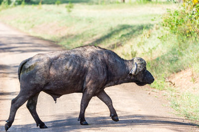 Side view of horse walking
