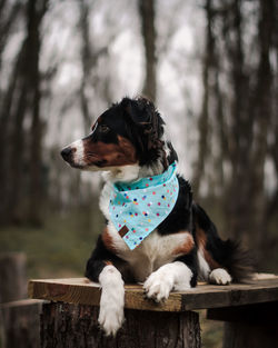 Dog sitting on wood bench 