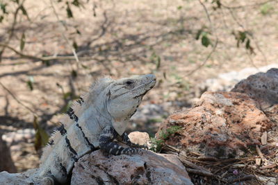 Close-up of lizard on rock