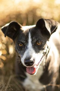 Close-up portrait of black dog