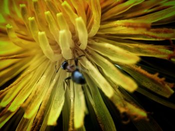 Close-up of bee on yellow flower