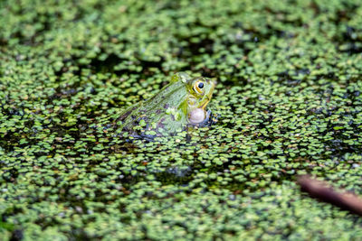 Close-up of frog