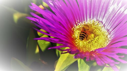 Close-up of bee pollinating on flower
