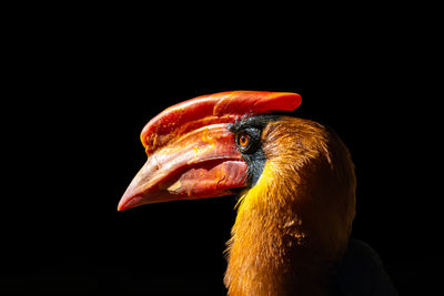 Close-up of bird against black background