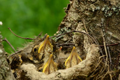 Nestlings bird in bright plumage sit quietly in a nest on a birch tree trunk