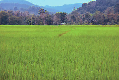 Scenic view of agricultural field