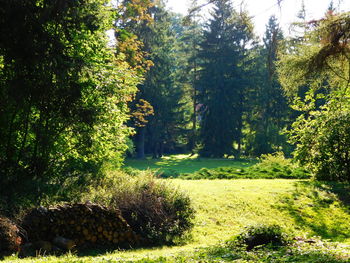 Nature scenery with trees