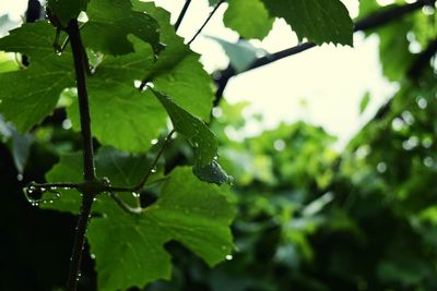 Close-up of wet plant