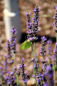 Close-up of honey bee on purple flowers