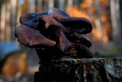 Close-up of mushroom growing on wood