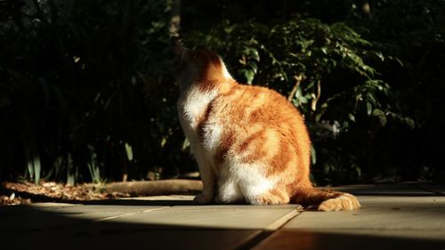 Cat sitting on a tree