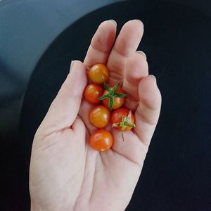 Cropped image of person holding fruits