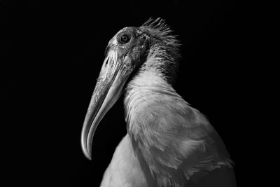 Close-up of wood stork against black background