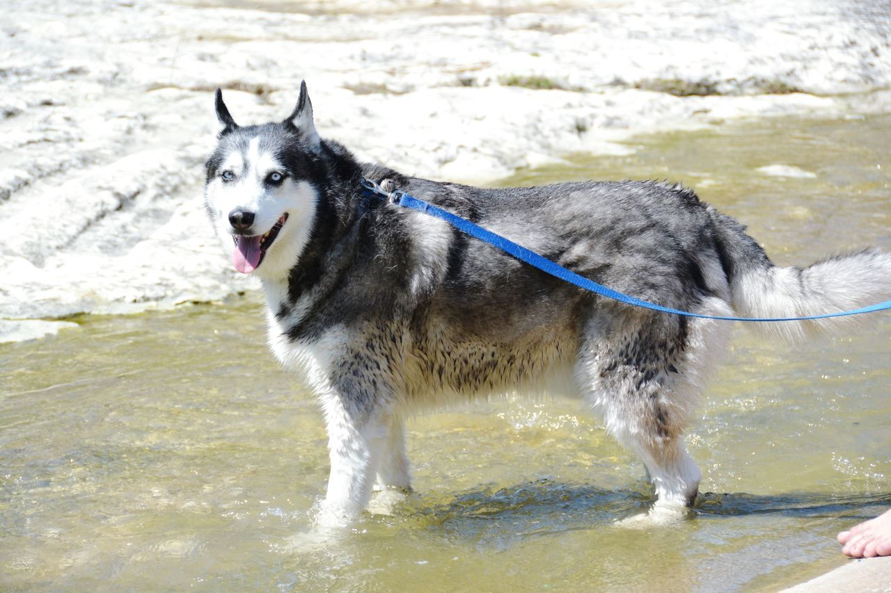 animal themes, water, one animal, mammal, domestic animals, beach, splashing, motion, sea, side view, wet, nature, standing, animals in the wild, full length, day, sand, wave, surf, walking