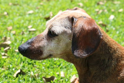 Close-up of a dog looking away