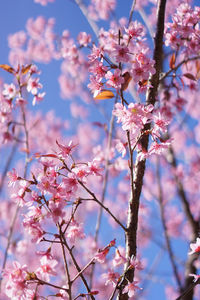 Low angle view of cherry blossoms in spring