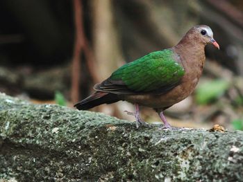 Close-up of bird perching outdoors