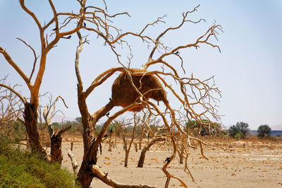 Bare tree on sand against clear sky