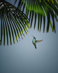 Bird flying in the sky