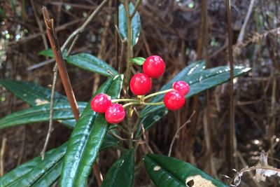 Close-up of red berries growing on tree