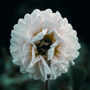 Close-up of white rose against black background