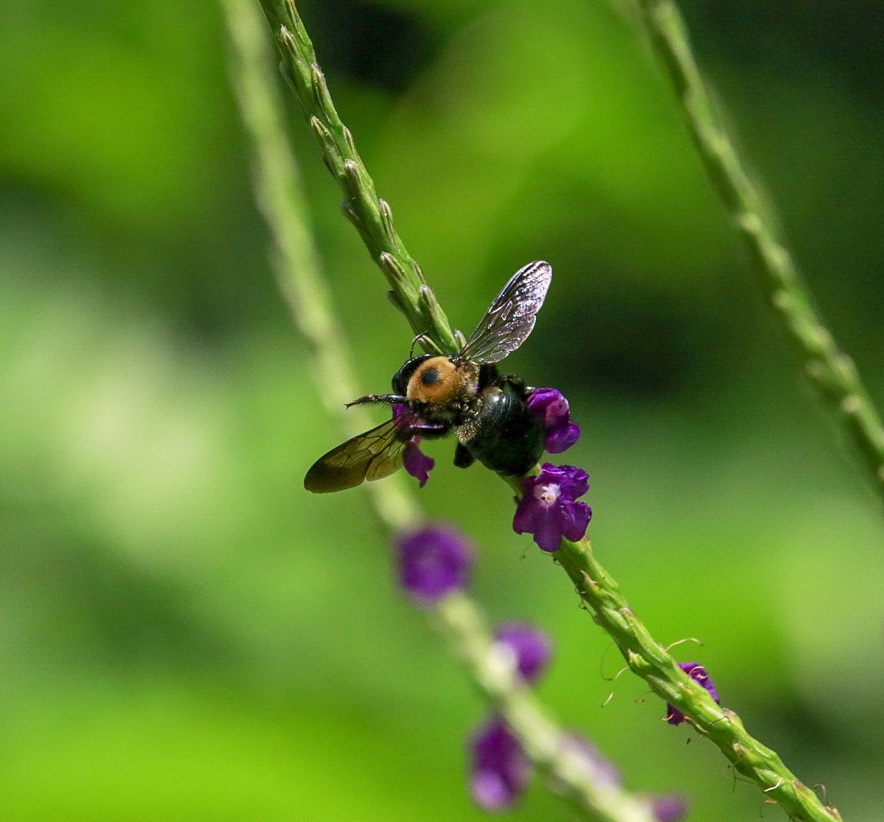 animal, animals in the wild, animal themes, one animal, animal wildlife, plant, insect, invertebrate, beauty in nature, close-up, fragility, flower, flowering plant, growth, focus on foreground, vulnerability, nature, day, no people, flower head, pollination, purple