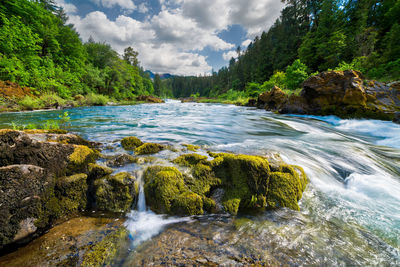 Scenic view of river flowing in forest