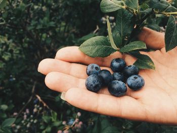 Close-up of hand holding berries