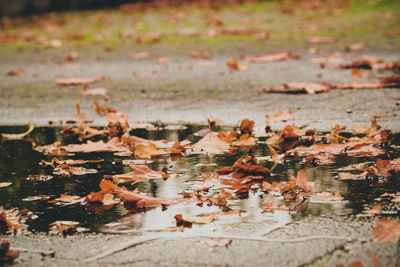 Autumn leaves floating on water