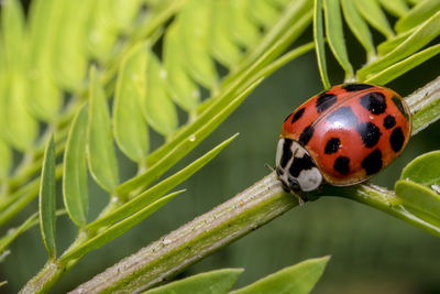 Close-up of ladybug on plant