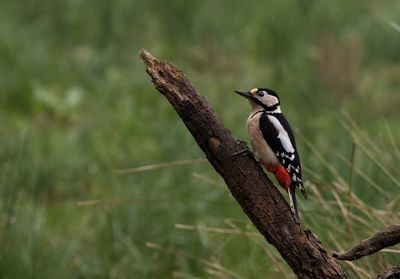 Grest spotted woodpecker on a wood trunk