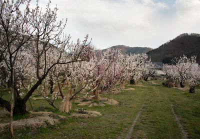 View of cherry blossom trees against sky