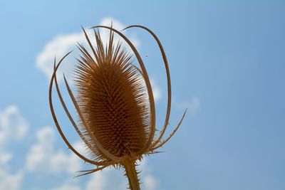 Close-up of dried plant against blue sky