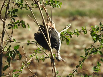 Close-up of bird perching on plant