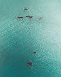 High angle view of buffaloes in the blue lake