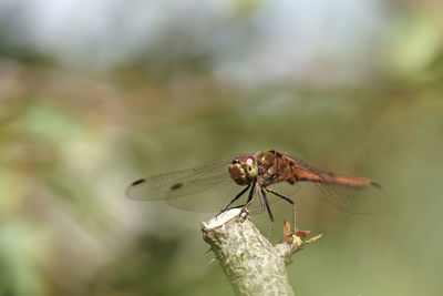 Close-up of dragonfly on plant