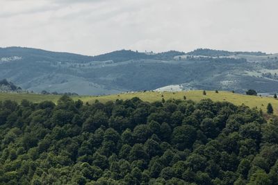 Scenic view of landscape against sky with a sheep herd