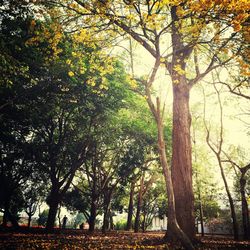 Trees in autumn