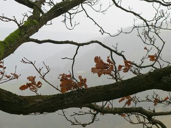 Low angle view of tree against sky during autumn