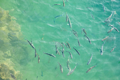 High angle view of fishes swimming in sea