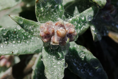 Close-up of wet plant