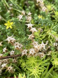 Close-up of flowering plant