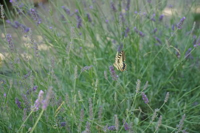 Close-up of butterfly pollinating on flower