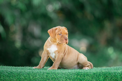 Dog looking away outdoors