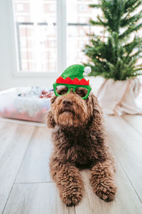 Dog looking away on floor at home